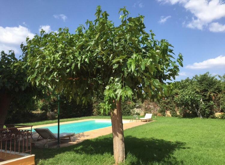 Relaxing Villa With Swimming Pool And Garden Agios Georgios  المظهر الخارجي الصورة